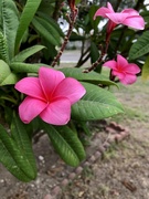 11th Oct 2022 - Neighbor’s Plumeria