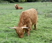 12th Oct 2022 - Highland Cows