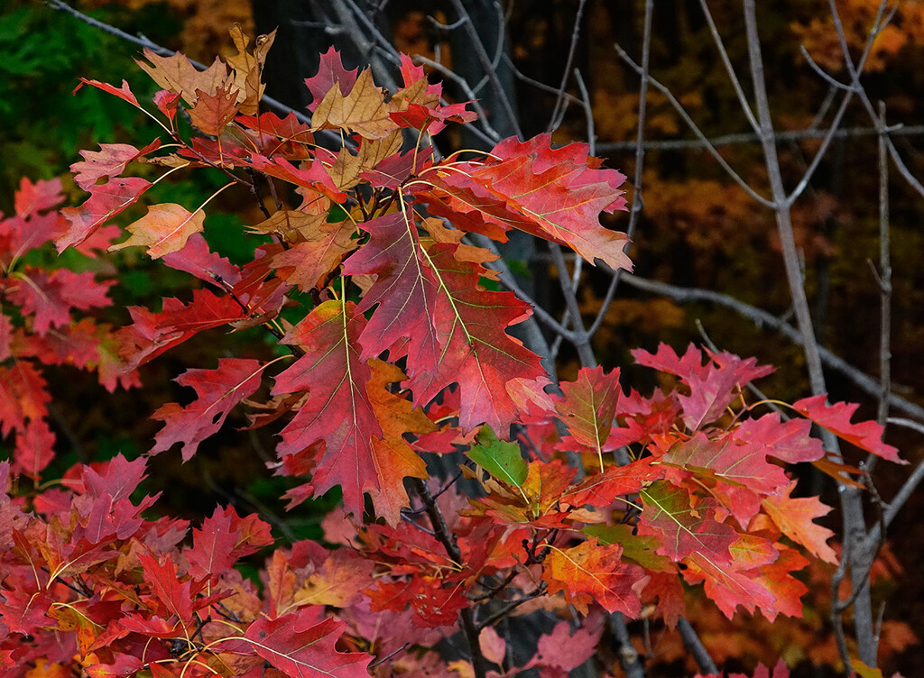 Oak Leaves in Fall by gardencat