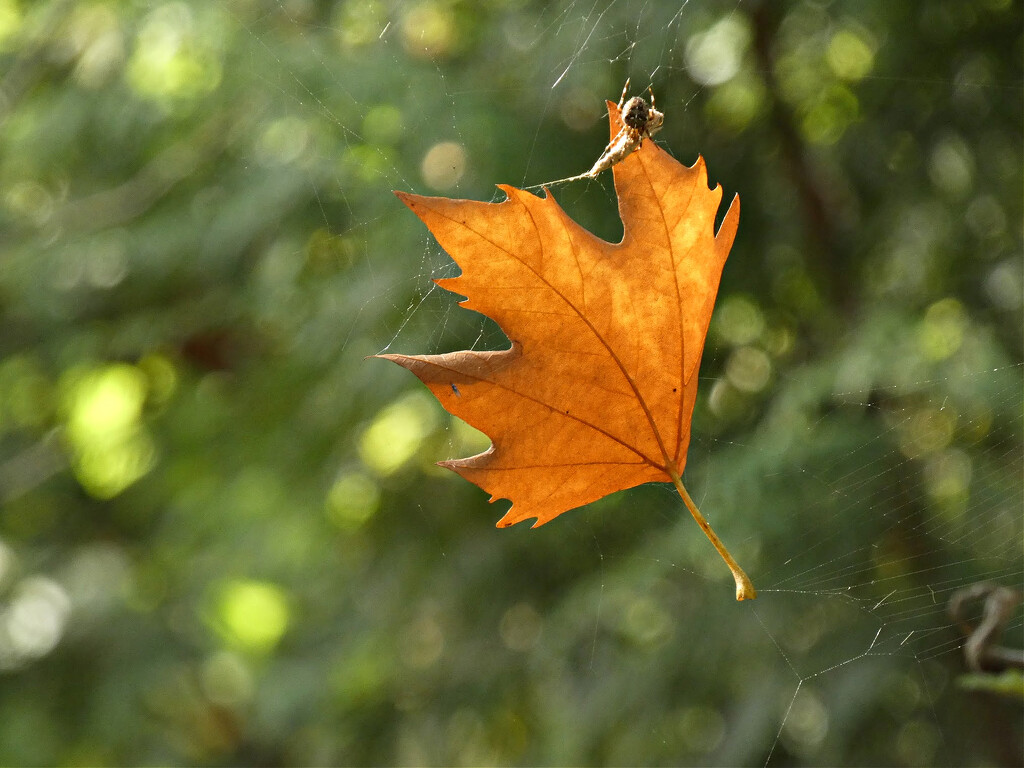 Suspended Fall Leaf by seattlite
