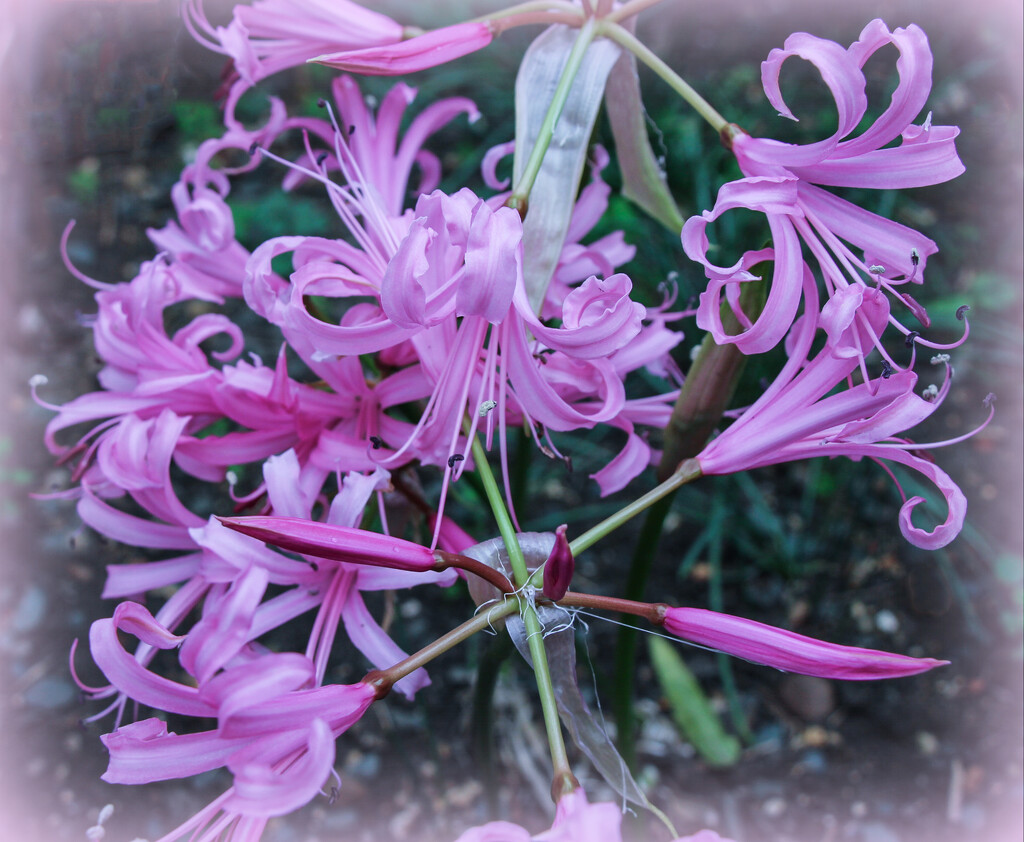 Nerines - at last by busylady