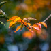 Autumn by carole_sandford