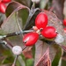 Dogwood Berries by calm