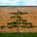 Espaliered Tree by 365nick