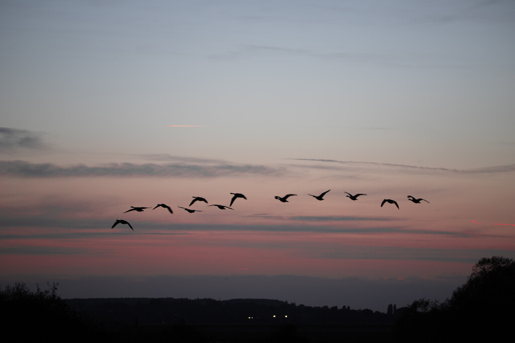 Flight of Geese by phil_sandford