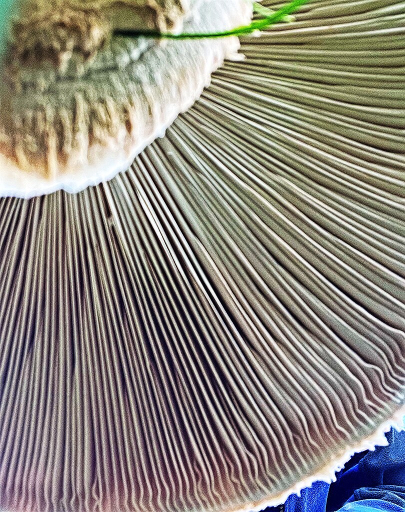 Mushroom by tstb13