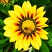  A Bee & a Gazania Flower ~ by happysnaps