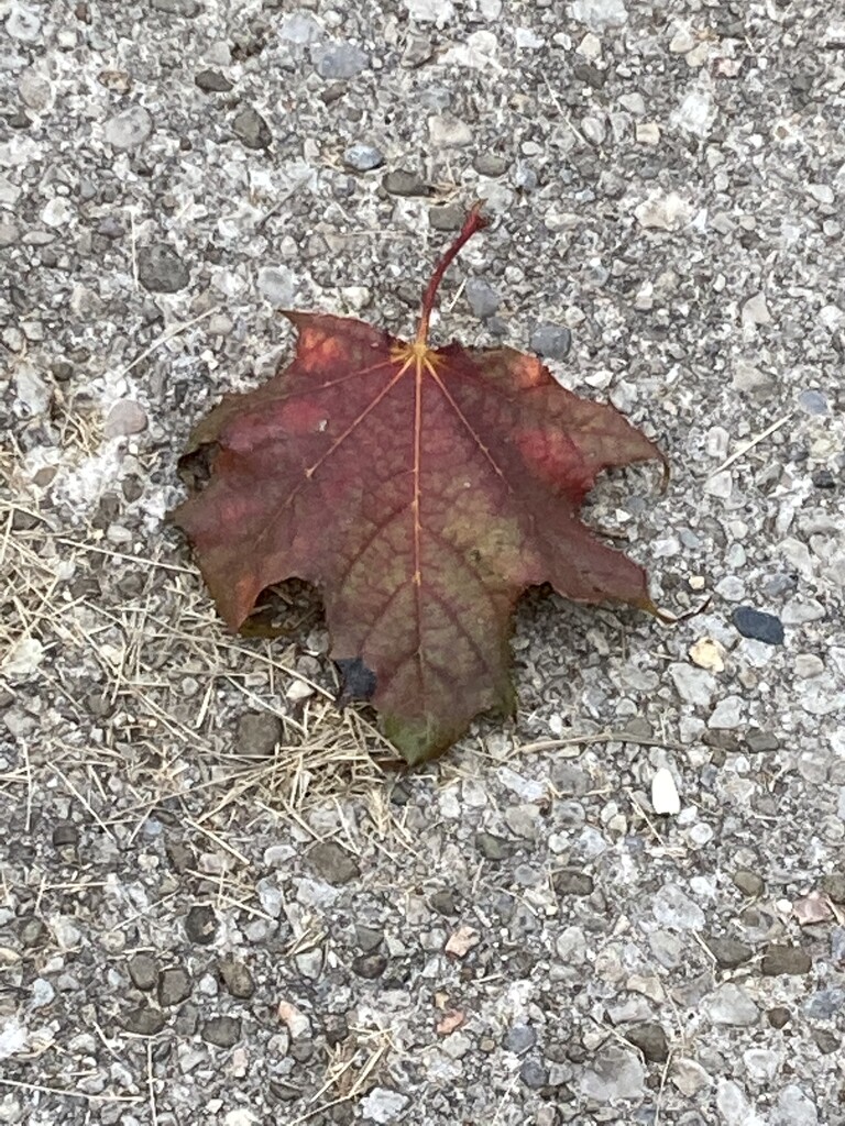 Leaf by spanishliz