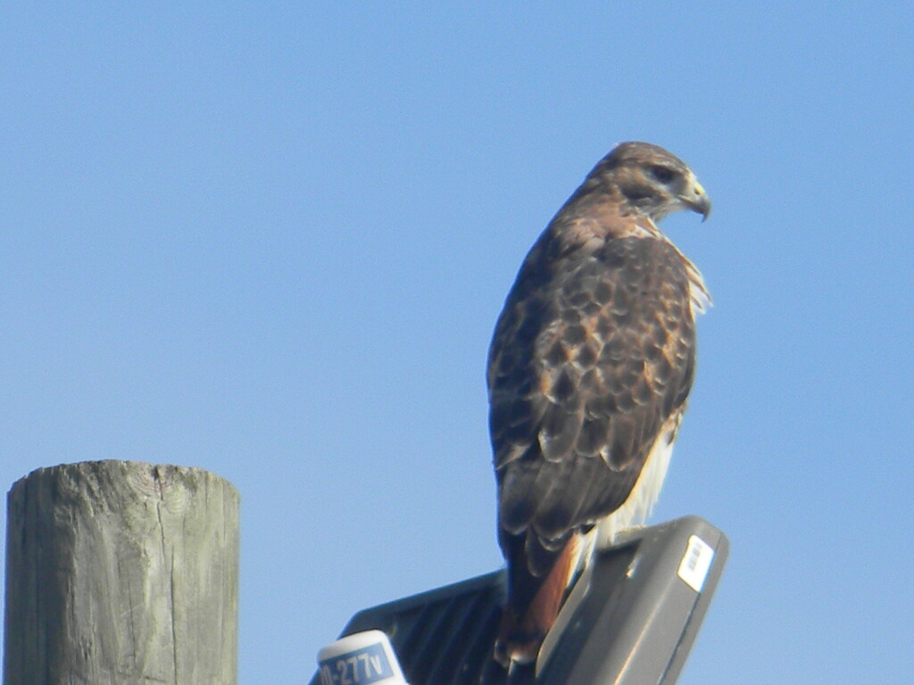 Hawk on Pole Closeup  by sfeldphotos