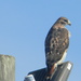 Hawk on Pole Closeup  by sfeldphotos