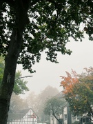 11th Oct 2022 - Foggy morning 