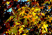 12th Oct 2022 - Golden fall abstract