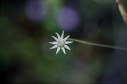 13th Oct 2022 - Lesser flannel flower
