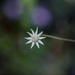 Lesser flannel flower by peterdegraaff
