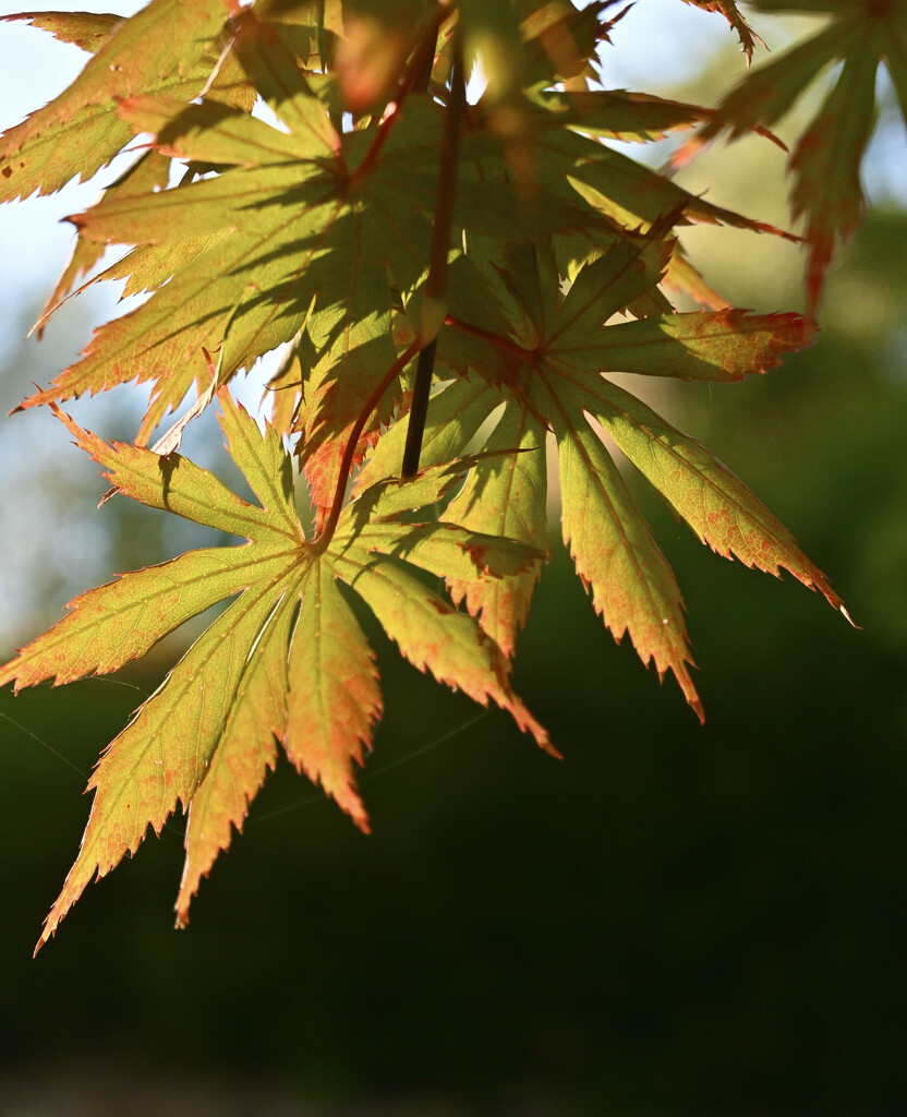 Japanese Maple Turns by ososki