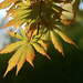 Japanese Maple Turns by ososki