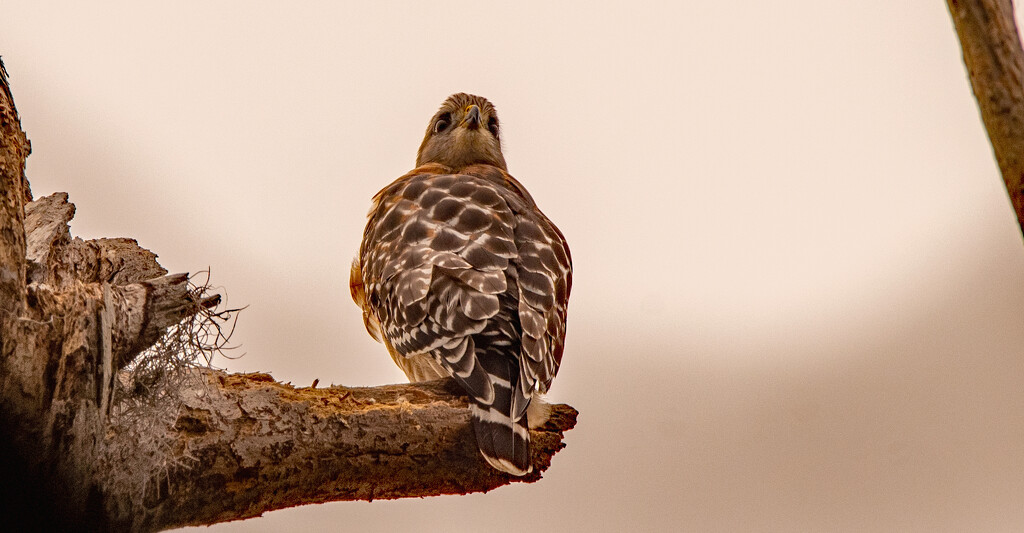 Red Shouldered Hawk With It's Head On Backwards! by rickster549