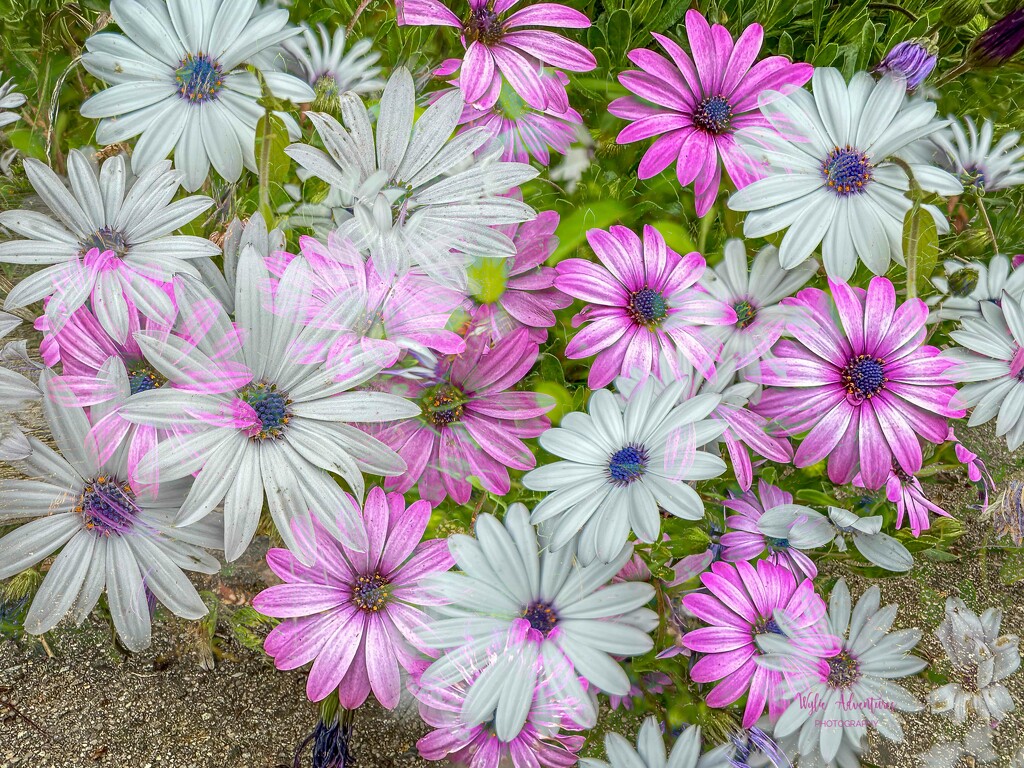 African daisies by pusspup