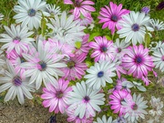 13th Oct 2022 - African daisies