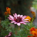 Another African daisy by monikozi