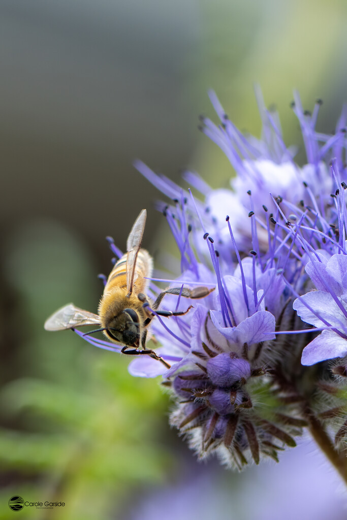 Bee on Fiddleneck by yorkshirekiwi