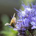 Bee on Fiddleneck by yorkshirekiwi