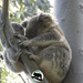 ok mum, then I'll run away! by koalagardens
