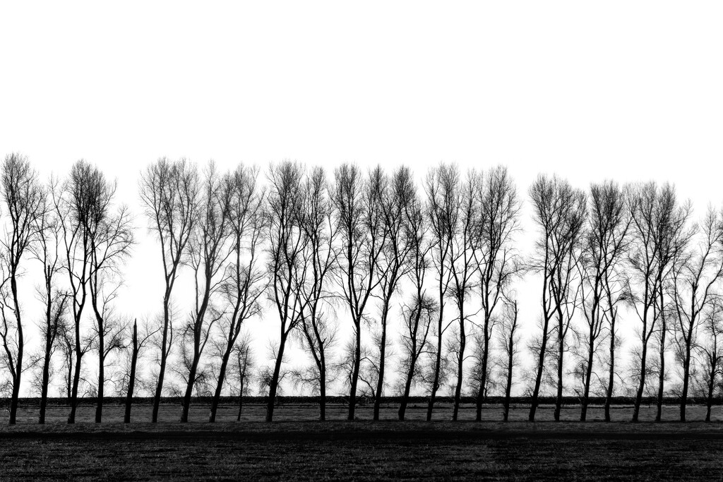 Trees in Silhouette by nickspicsnz