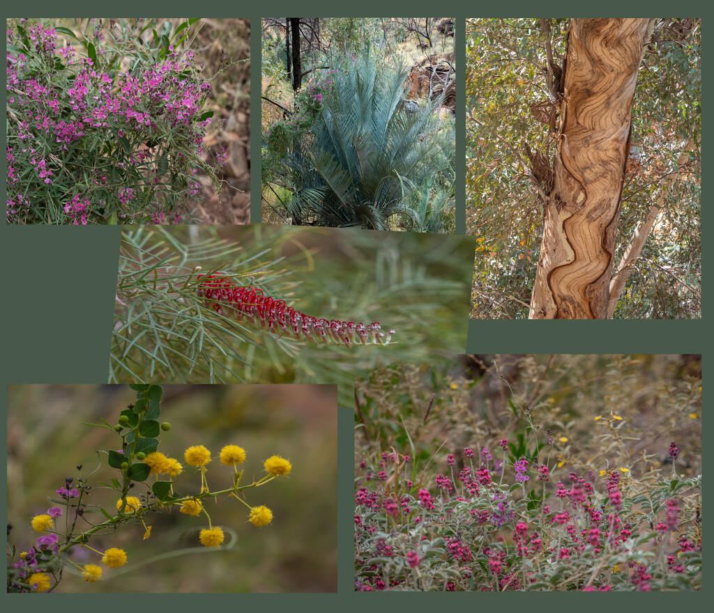 Flora of Central Australia  by gosia