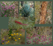13th Oct 2022 - Flora of Central Australia 