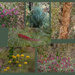 Flora of Central Australia  by gosia