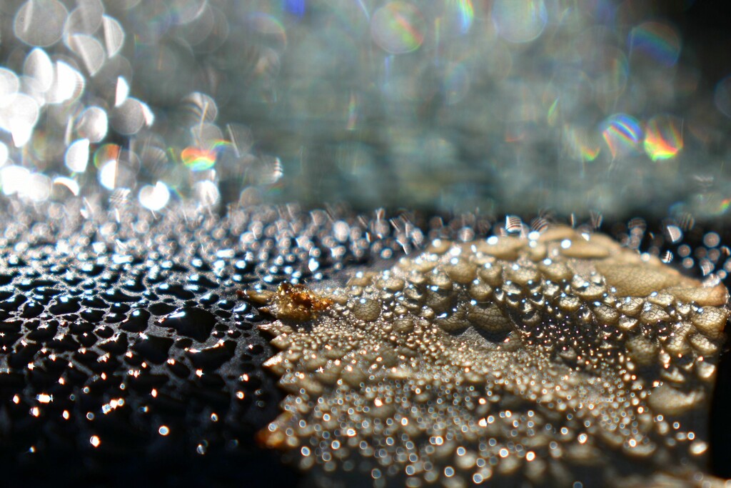 Morning droplets by anitaw
