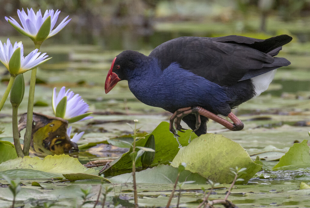 Purple Swamphen by bugsy365