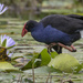Purple Swamphen by bugsy365