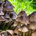 10-11 - Fungi by talmon