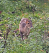 13th Oct 2022 - Reeves Muntjac