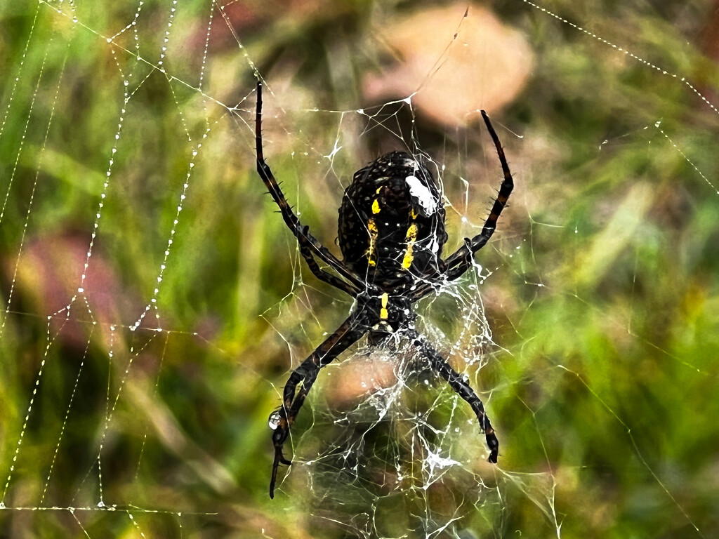 Wet spider busy with web repair by berelaxed