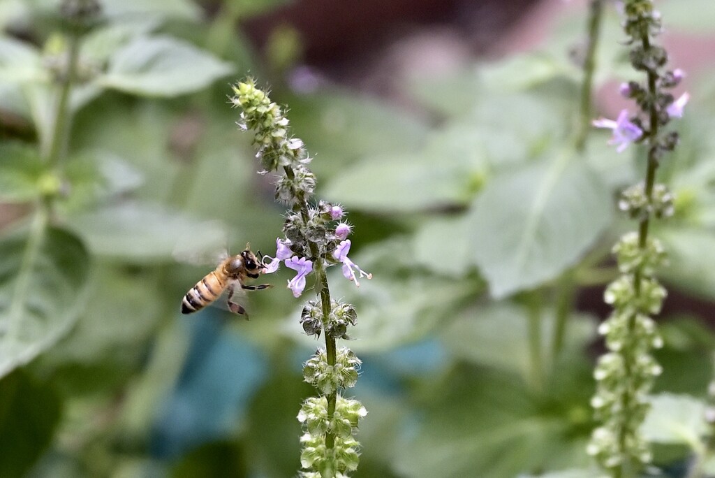 Bee in the Basil by metzpah