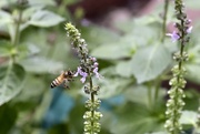 11th Oct 2022 - Bee in the Basil