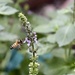 Bee in the Basil by metzpah