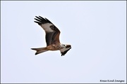 13th Oct 2022 - Red kite flying high