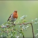 Sing robin sing by rosiekind