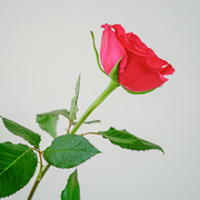 13th Oct 2022 - Red Rose