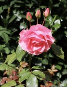 13th Oct 2022 - Late Blooming Rose