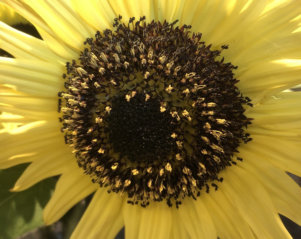 Sunflower Close-Up by susiemc