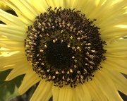 9th Oct 2022 - Sunflower Close-Up