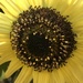 Sunflower Close-Up by susiemc