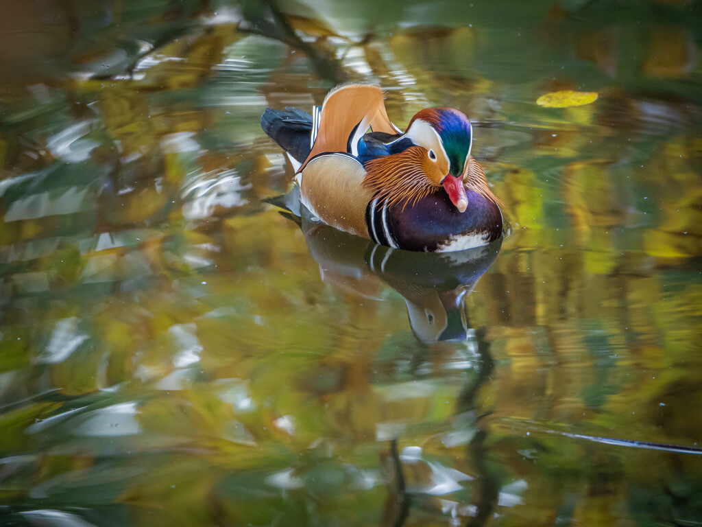 Mandarin duck by haskar