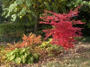 11th Oct 2022 - Fall trees in SE Michigan