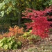Fall trees in SE Michigan by mdaskin